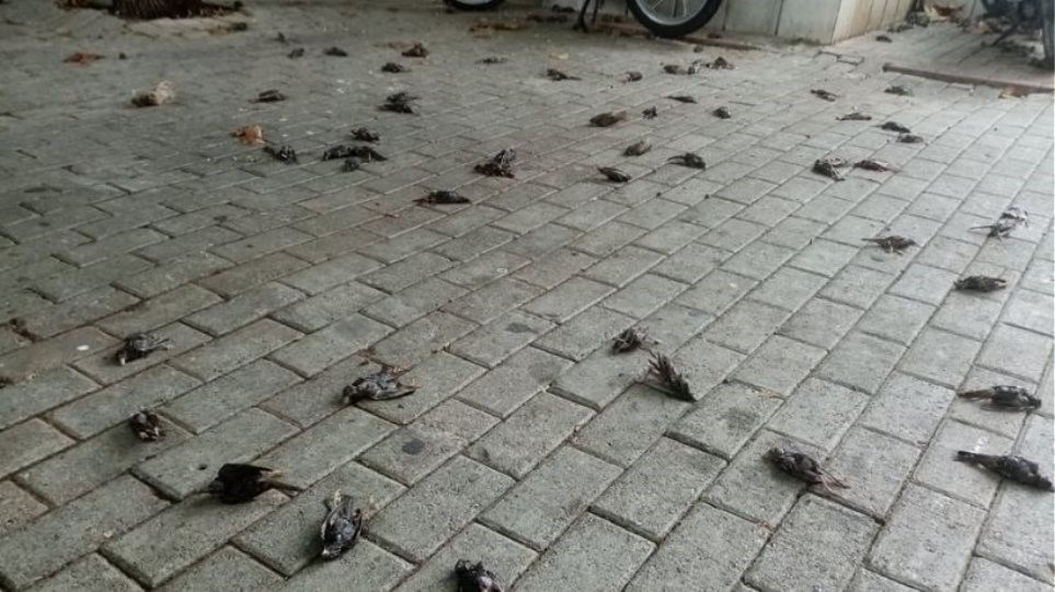 Απίστευτες εικόνες με εκατοντάδες νεκρά πουλιά