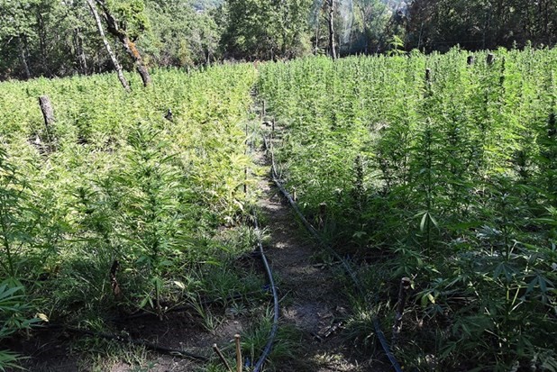 Χωράφι με 373 δενδρύλλια χασίς