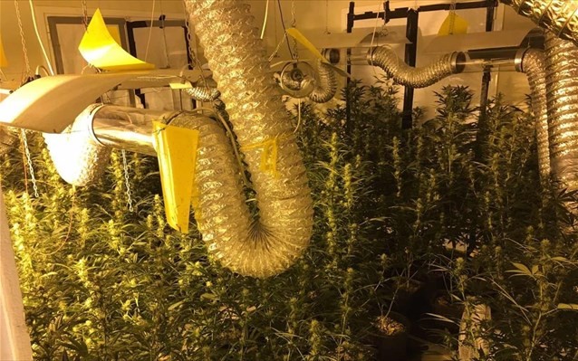 Στο φως οργανωμένη υδροπονική καλλιέργεια χασίς