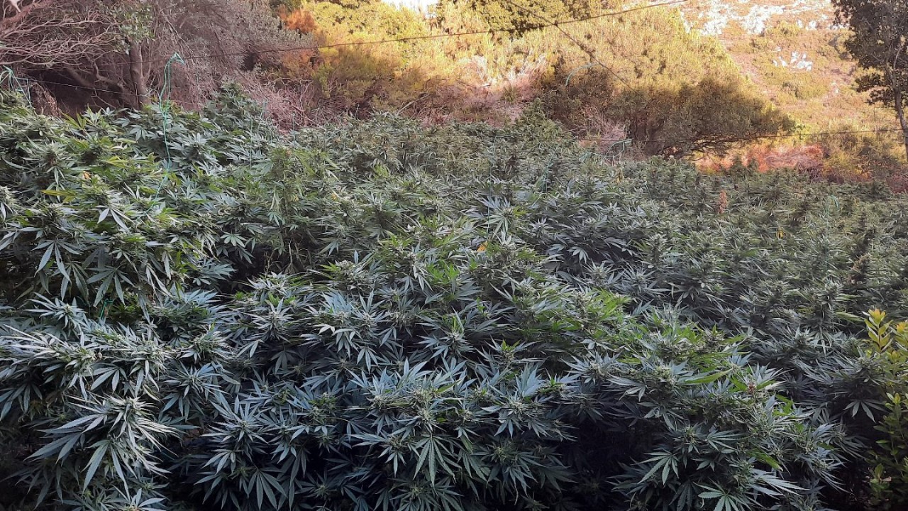 Νέα χασισοφυτεία στην Καλλιπεύκη Λάρισας