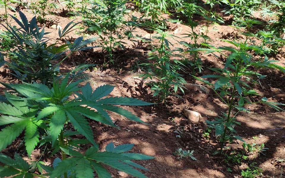 Φυτεία με 2.000 δένδρα χασίς στην Αταλάντη