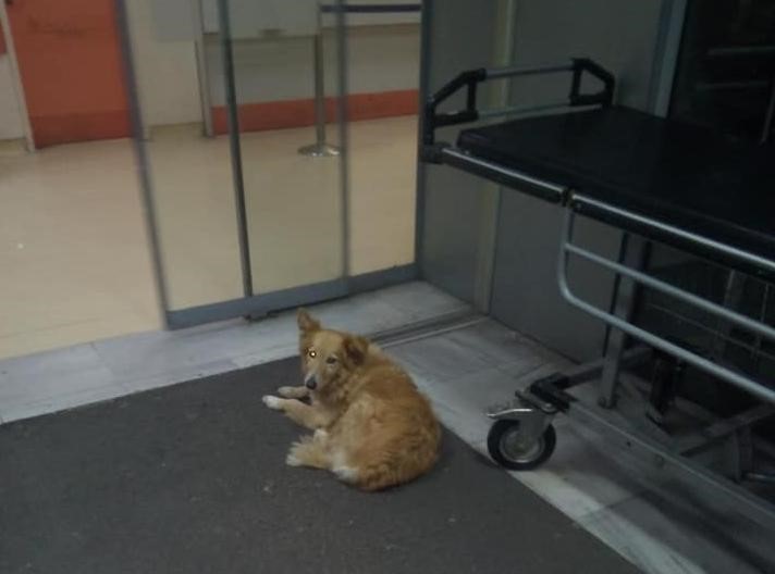 Σκυλίτσα περιμένει 5 χρόνια το νεκρό αφεντικό της 
