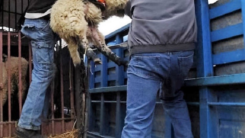 Δύο νέες συλλήψεις για την κλοπή 17 αρνιών