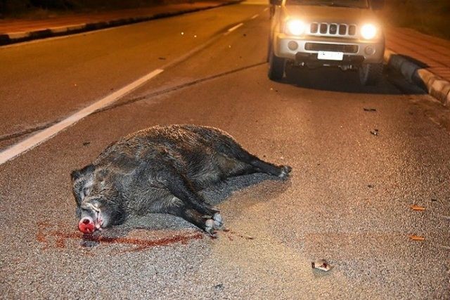 Άγιο είχαν νεαροί Βολιώτες