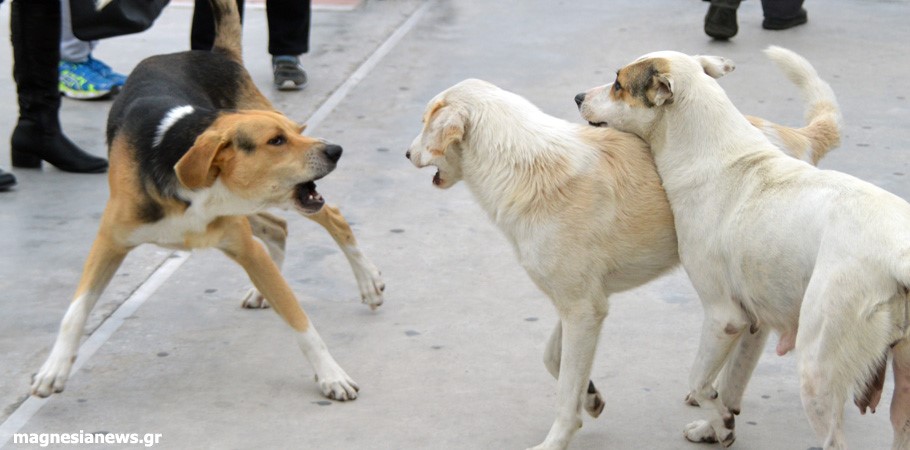 "Γέμισε" ο Βόλος αδέσποτα…