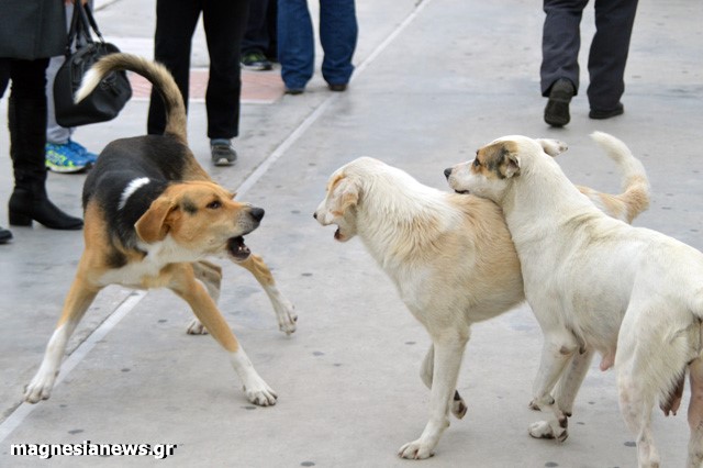 Προκαταρκτικές για επιθέσεις αδέσποτων