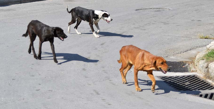 Δύο γυναίκες τραυματίες από σκυλιά στη Νέα Ιωνία