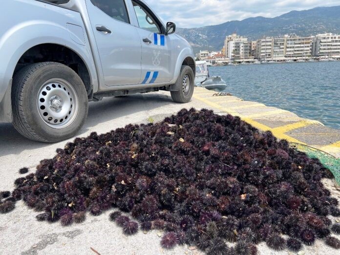 Ψάρεψαν παράνομα 3.000 αχινούς!