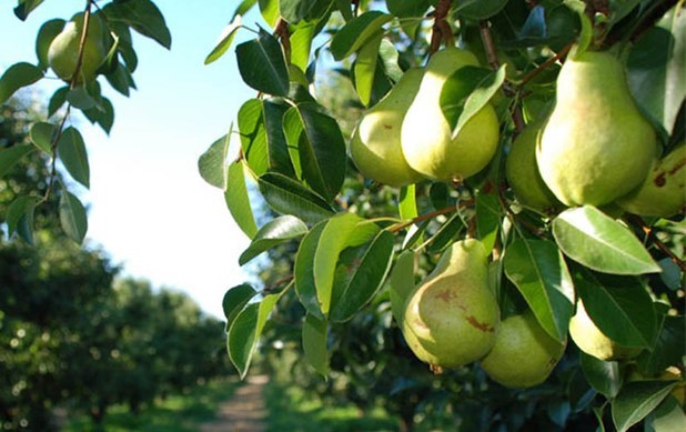 Περιμένουν ακόμη τις ενισχύσεις οι παραγωγοί αχλαδιών