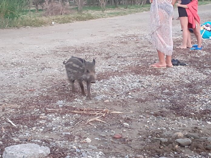 Μικρό αγριογούρουνο στην παραλία των Λεχωνίων! 