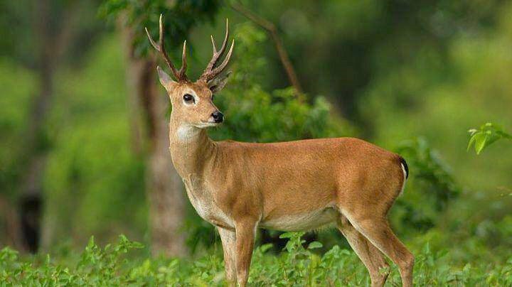 Επιχείρηση διάσωσης τραυματισμένου μικρού ελαφιού 