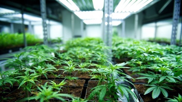 Κάνναβη: 21 άδειες στη Θεσσαλία