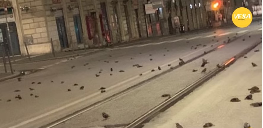 Φρικτές εικόνες με εκατοντάδες νεκρά πουλιά από βεγγαλικά