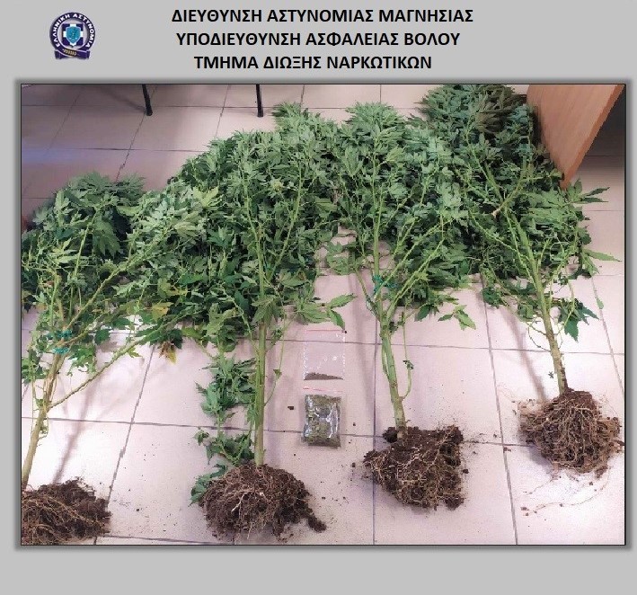 Καλλιεργούσε σε χωράφι δενδρύλλια κάνναβης