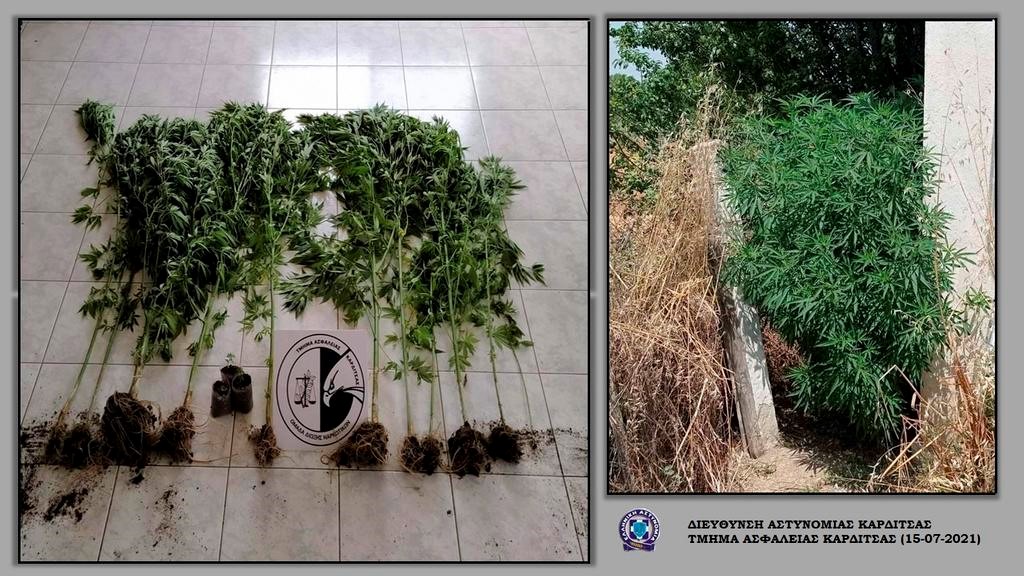 Καλλιεργούσε στην αυλή του σπιτιού δενδρύλλια κάνναβης