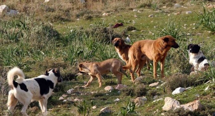 Αγέλη σκύλων δάγκωσε 70χρονη σε χέρια και πόδια