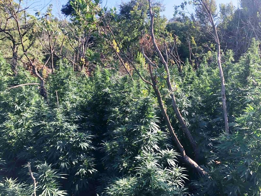 Αναζητούνται οι διακινητές κάνναβης με τη φυτεία