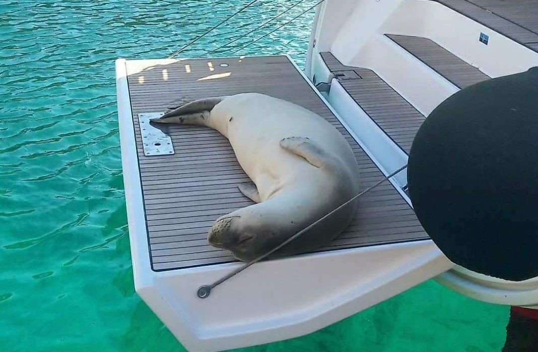 Έγκλημα η θανάτωση του "Κωστή"