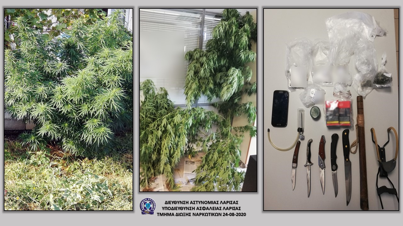 Καλλιεργούσε κάνναβη στην αυλή του σπιτιού του