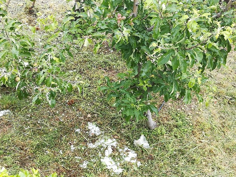 Ολοκληρωτική η ζημιά καλλιεργειών από τη χαλαζόπτωση