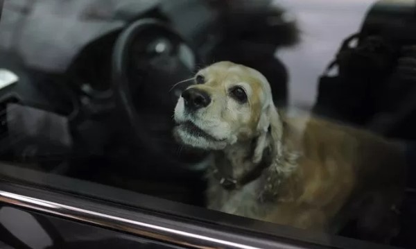 Πρόστιμο 3.000 ευρώ για τον θάνατο του σκύλου