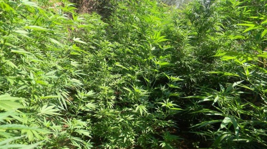 “Ορφανή” φυτεία με χιλιάδες δένδρα κάνναβης