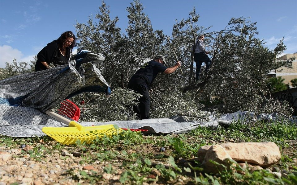 Το ελληνικό λάδι χάνει τη μάχη της ποιότητας