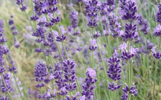 Η καλλιέργεια λεβάντας κερδίζει έδαφος