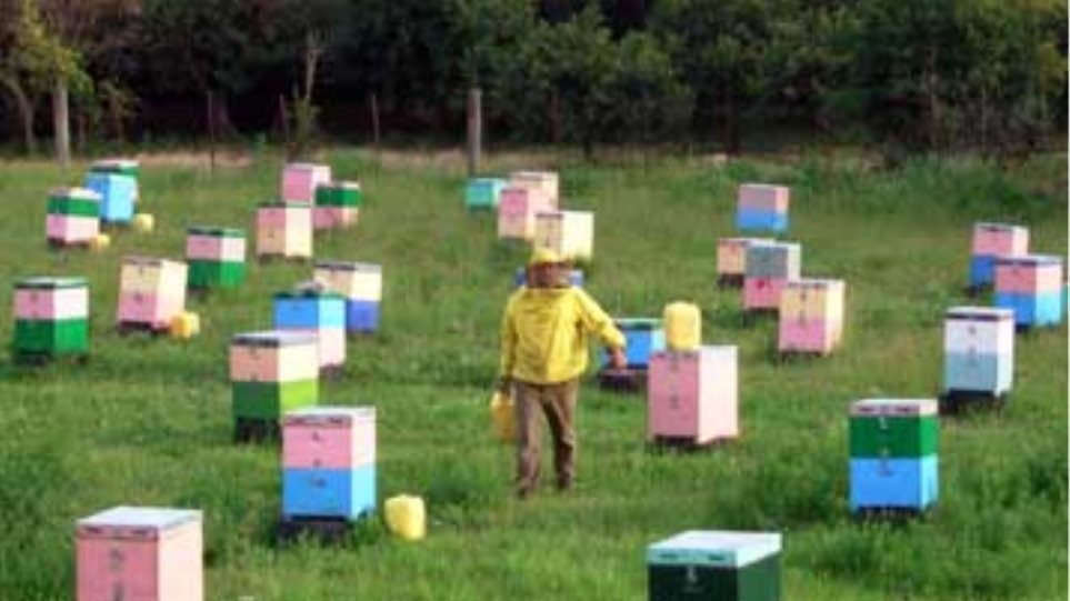 Έκλεβε κυψέλες με μελίσσια και συνελήφθη