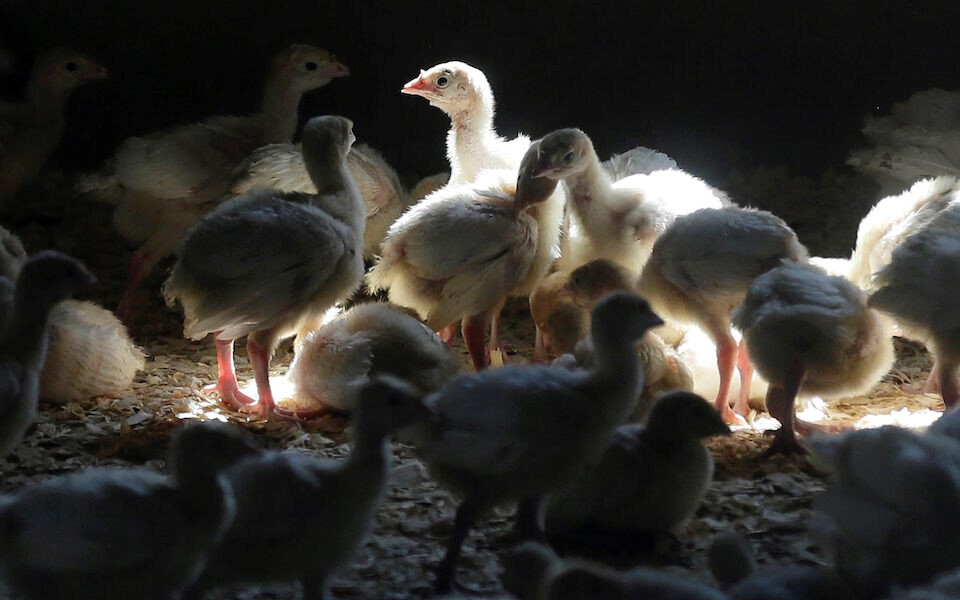 Τσεχία: Θανατώνονται 220.000 πουλερικά 