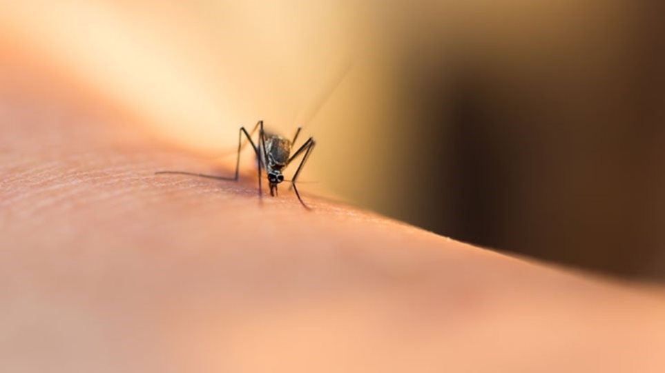 Προφυλαχθείτε από τα κουνούπια και τον ιό του Δυτικού Νείλου