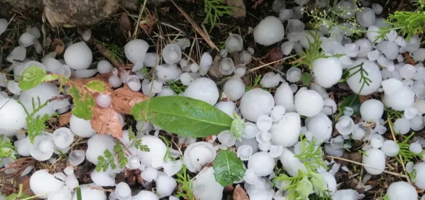 Zημιές σε καλλιέργειες από τη χαλαζόπτωση 