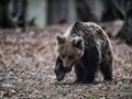 Νεαρή αρκούδα αναστατώνει χωριά στα ορεινά