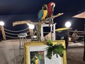Ξενοδόχος στη Χαλκιδική είχε παπαγάλους ως «κράχτες»