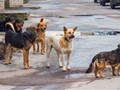 Σκότωσαν στειρωμένα και εμβολιασμένα σκυλιά