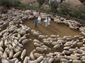 Κανένας εφησυχασμός για την ευλογιά των αιγοπροβάτων