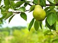 Η κλιματική αλλαγή ξαναγράφει τον αγροτικό χάρτη της Θεσσαλίας