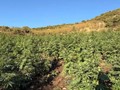 Εντοπίστηκε φυτεία με 812 δενδρύλλια κάνναβης