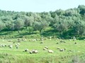 Φάμπρικα συγγενών τα 10 άτομα που ελέγχονται στη Θεσσαλία