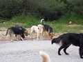 Επεισόδιο στην Αγχίαλο για περισυλλογή αδέσποτων σκύλων