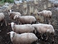 Η ευλογιά "γονατίζει" αιγοπρόβατα και παραγωγούς