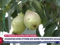 Η κλιματική κρίση χτύπησε δύο φορές την παραγωγή αχλαδιών 