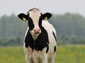 ΠΟΥ: Κίνδυνος να εξαπλωθεί σε αγελάδες εκτός ΗΠΑ