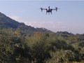 Mε drones οι ψεκασμοί κατά του δάκου στη Θεσσαλία