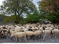 Θεσσαλία: Η ευλογιά "θερίζει" τα αιγοπρόβατα