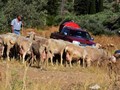 Δεκαήμερο κλείσιμο των σφαγείων για τα αιγοπρόβατα 