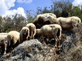 Ενισχύονται οι έλεγχοι και τα μέτρα για την ευλογιά 