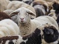 Δύο ακόμα κρούσματα ευλογιάς των αιγοπροβάτων 