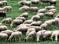 Αποκλιμάκωση της ευλογιάς αιγοπροβάτων