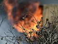 Φωτιά σε ποιμνιοστάσιο στο Λουτρό Λάρισας